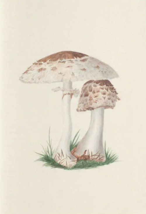 Notebook Fungi from the Midlands