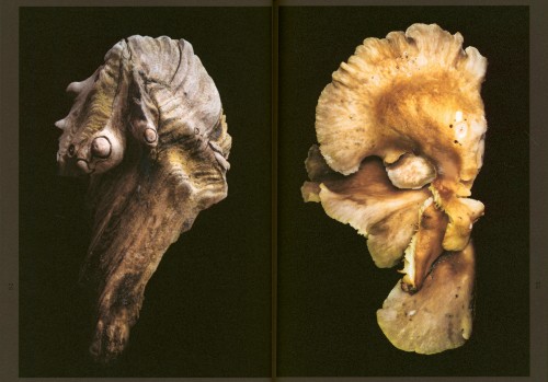 Martin Tscholl – Imaginary Ecologies