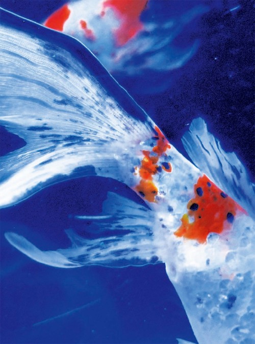 Mika Ninagawa – Eternity in a Moment Vol 3