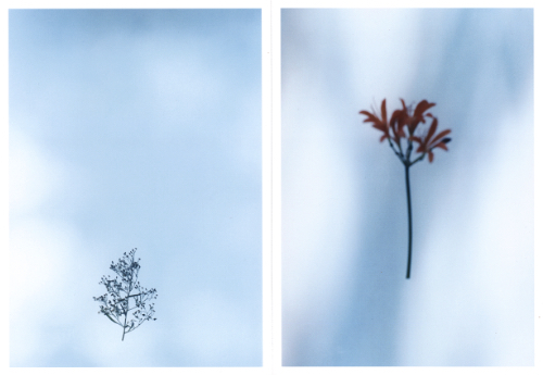 Keita Noguchi - Flower