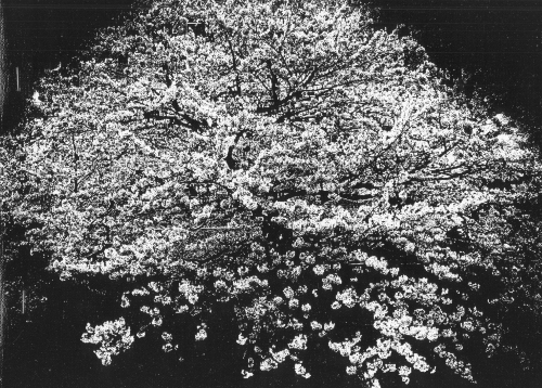 Daido Moriyama – Flowers