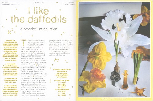 Pleasant Place 7: Daffodils (Narcissus)