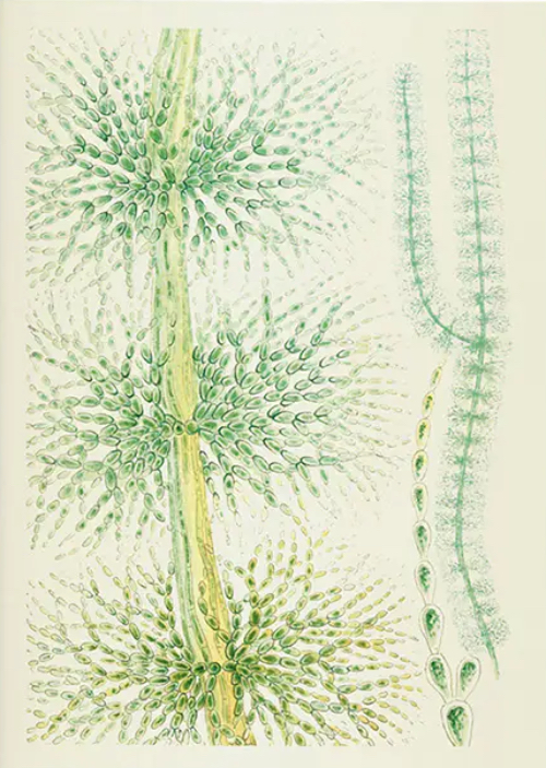 Notebook British Fresh-Water Algae