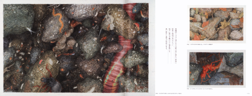 The Biennial of Illustrations Bratislava In Japan 2022-23