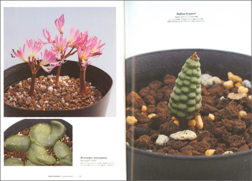 Undergrounds -Cape Bulb Book-