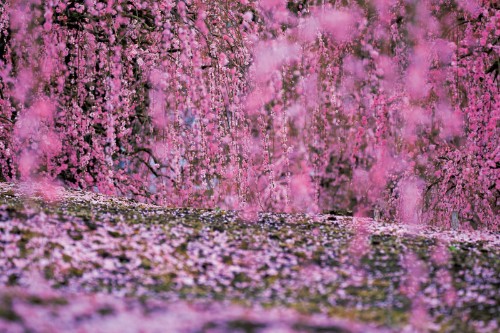 Mika Ninagawa – Eternity in a Moment Vol 2