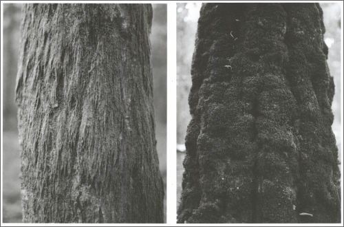 Bas Ketelaars – Edges of Landscape