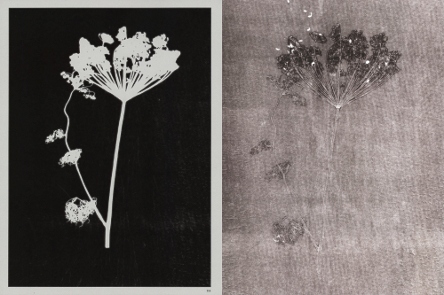 Herma de Wit - Essence of Nature