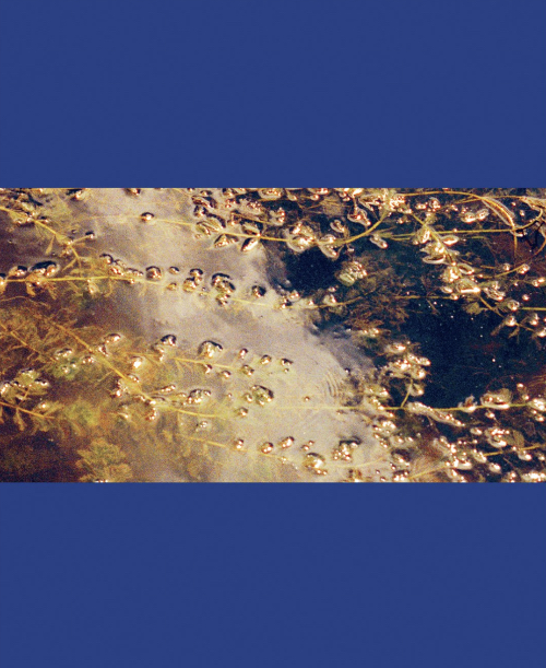 Adam Kremer - Gates To The Garden