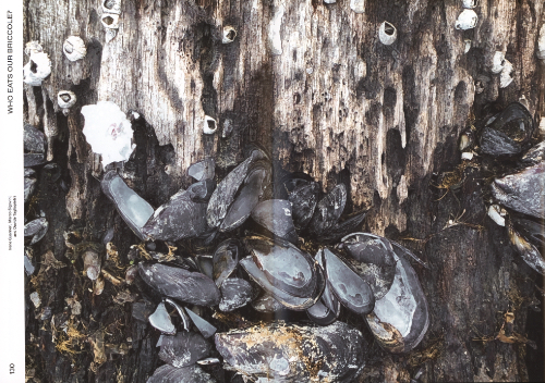 Shallow Waters - Shifting Geographies Of Two Extreme Urban Deltas