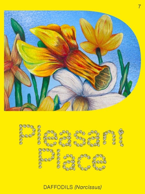 Pleasant Place 7: Daffodils (Narcissus)