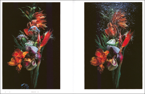 Encyclopedia of Flowers VI