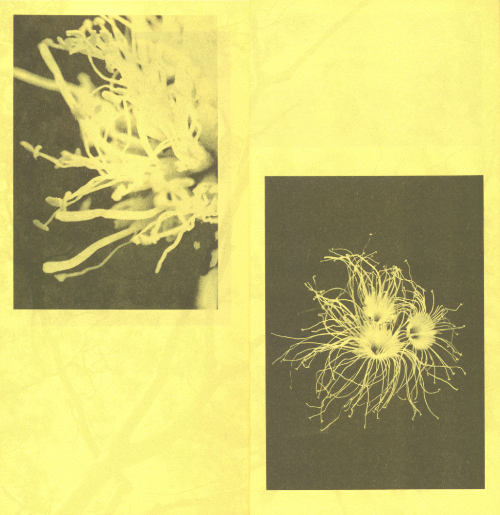 Robert Zhao Renhui - 5 Albizias